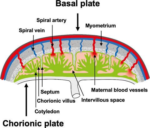 chorionic plate